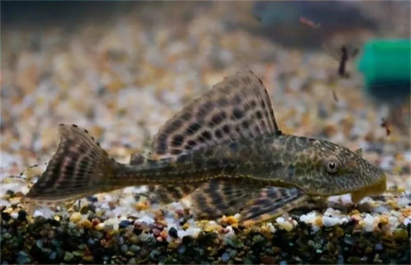 清道夫火龍魚的價格是多少：最新清道夫火龍魚價格、批發報價、價格大全-阿里巴巴