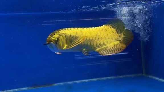 還有哪些藍底高背金龍魚的視頻資源：藍底高背金龍魚抖音30公分賽級藍底高背金龍魚手繪教程