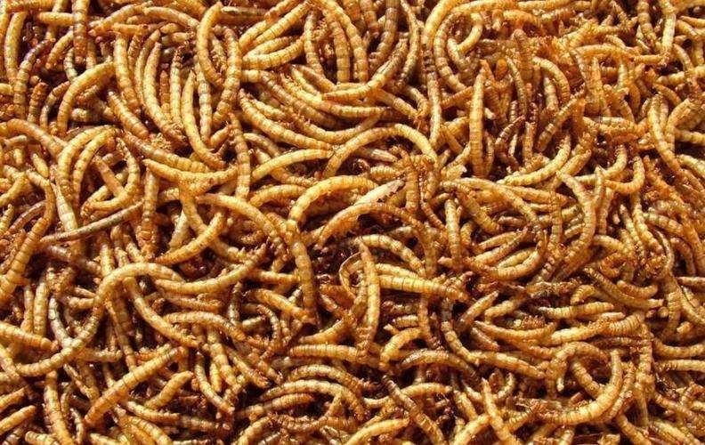 面包蟲冷凍保存方法：面包蟲冷凍保存是一種有效的長期保存方法以下操作步驟和注意事項