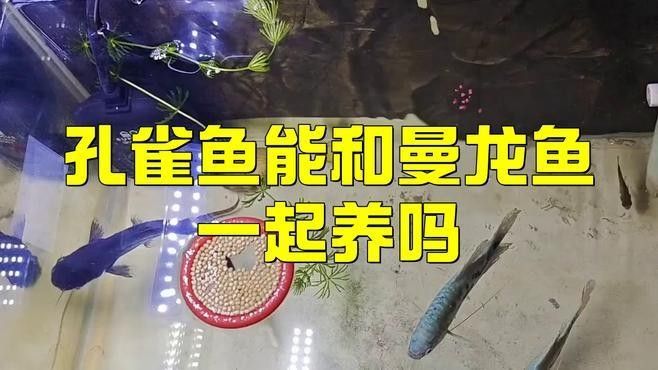 孔雀魚和曼龍魚混養需要多大的魚缸？：孔雀魚與曼龍魚混養時