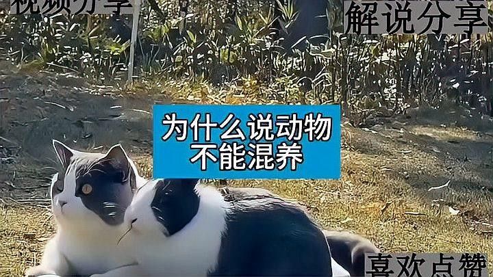 如何降低德州豹和龍魚混養的風險：德州豹和龍魚混養的注意事項