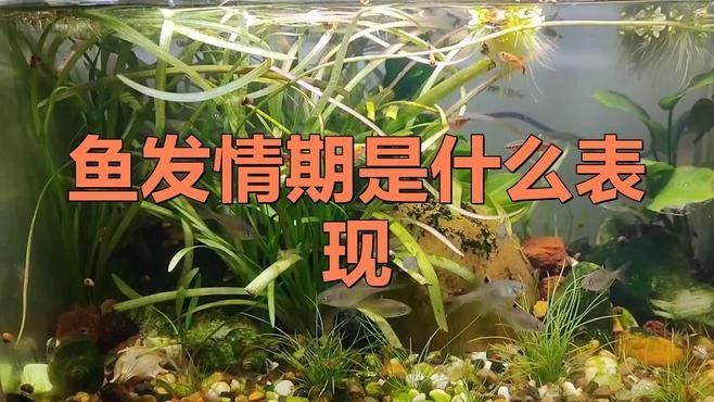 彩虹雷龍魚發(fā)情期有哪些特征：彩虹雷龍魚公母的區(qū)分方法