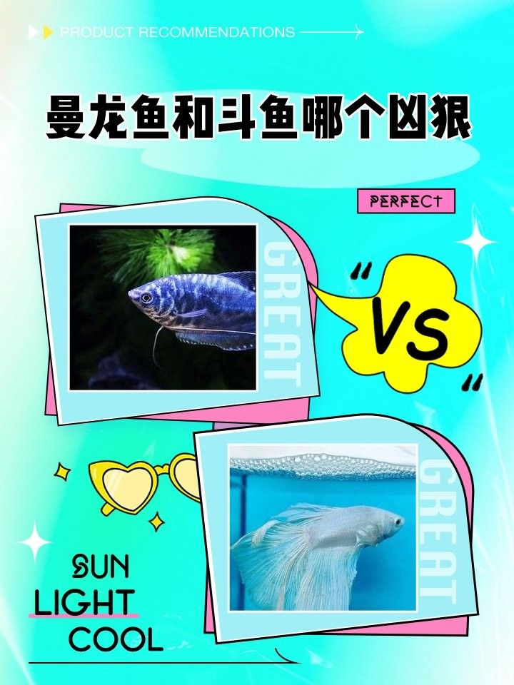 曼龍魚什么時候攻擊性最強？：「養魚必看」曼龍魚混養全攻略