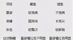 曼龍魚什么時候攻擊性最強？：「養魚必看」曼龍魚混養全攻略
