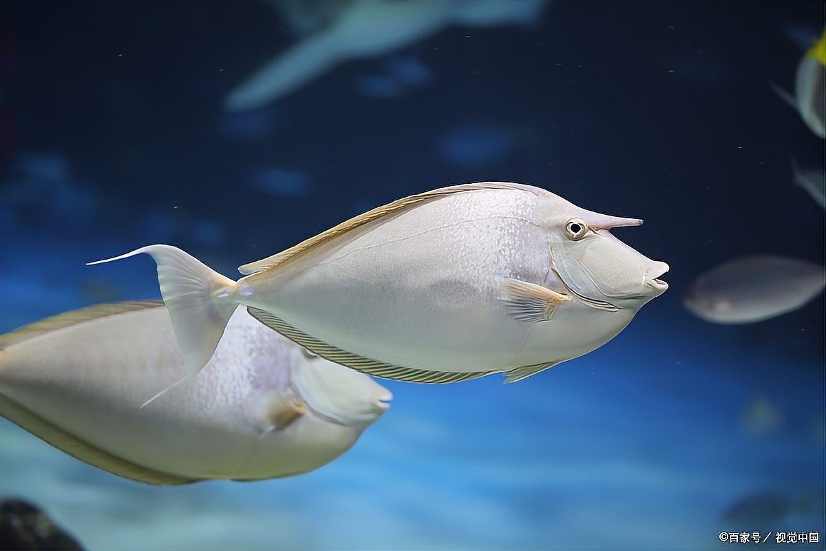 龍魚爛嘴病會傳染嗎？：龍魚爛嘴病怎么辦