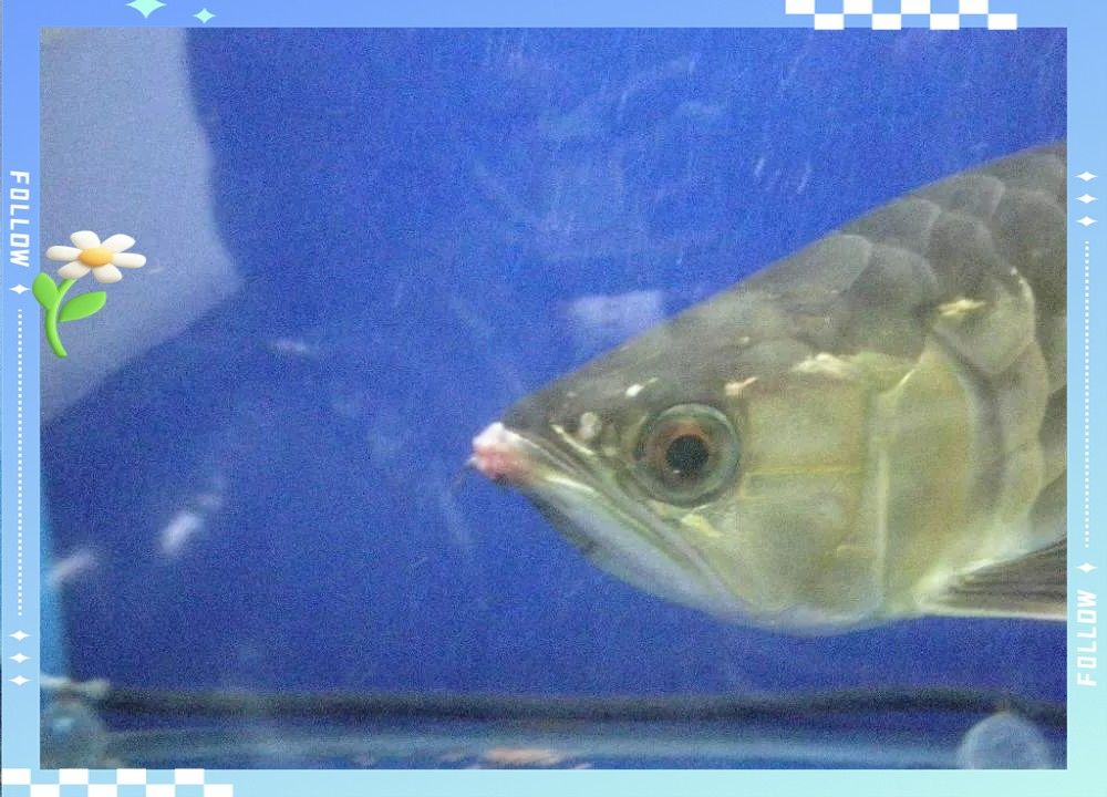 龍魚爛嘴病會傳染嗎？：龍魚爛嘴病怎么辦