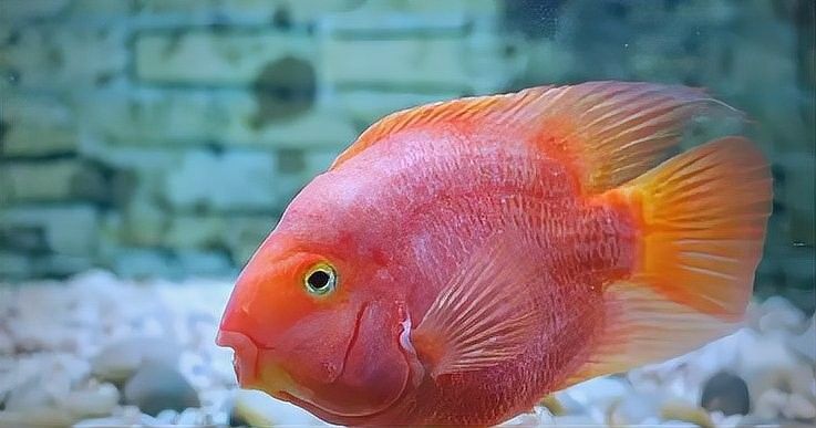 龍魚爛嘴病會傳染嗎？：龍魚爛嘴病怎么辦