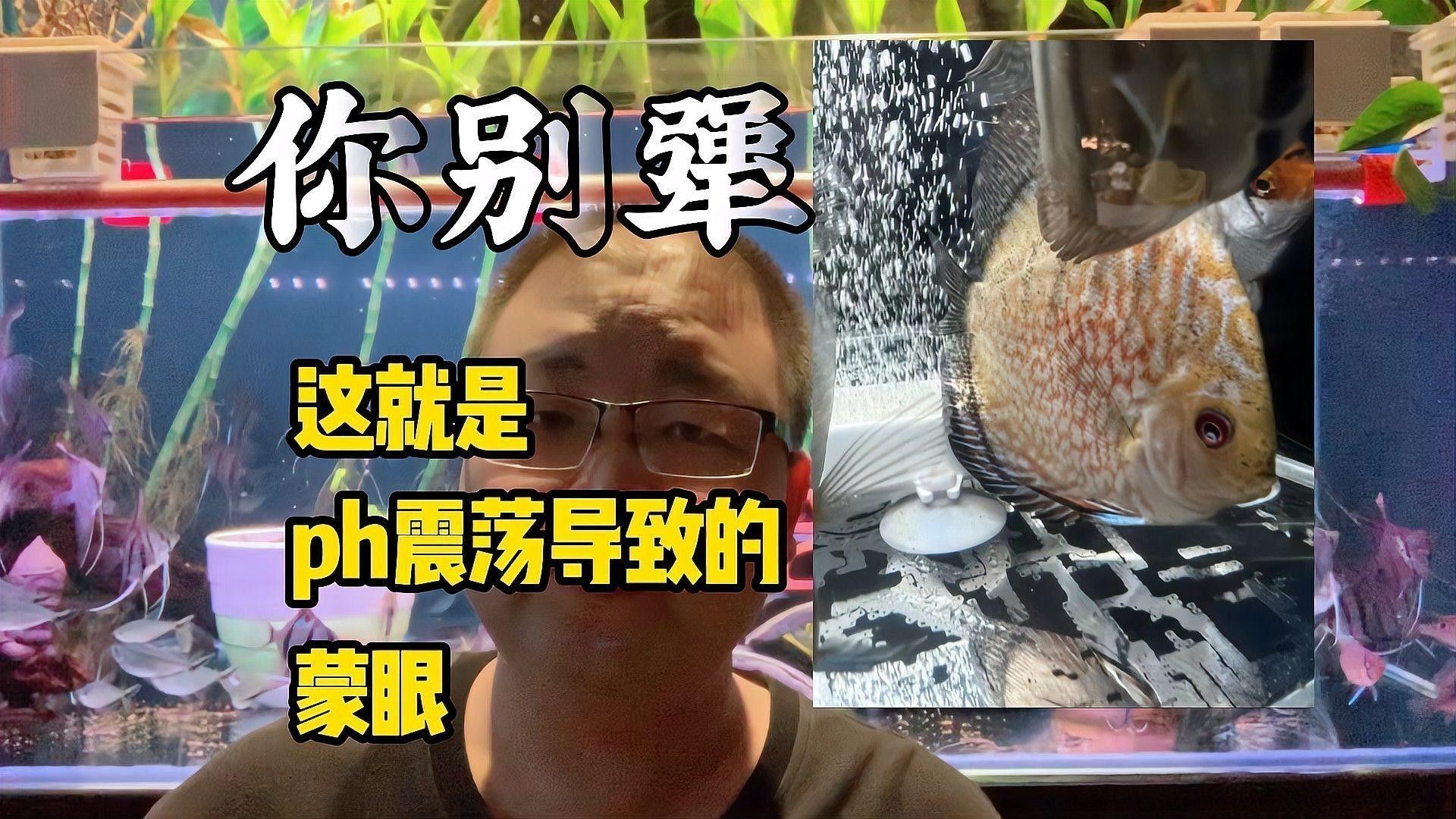 水質如何改善才能避免龍魚蒙眼：魚缸觀賞魚蒙眼怎么辦