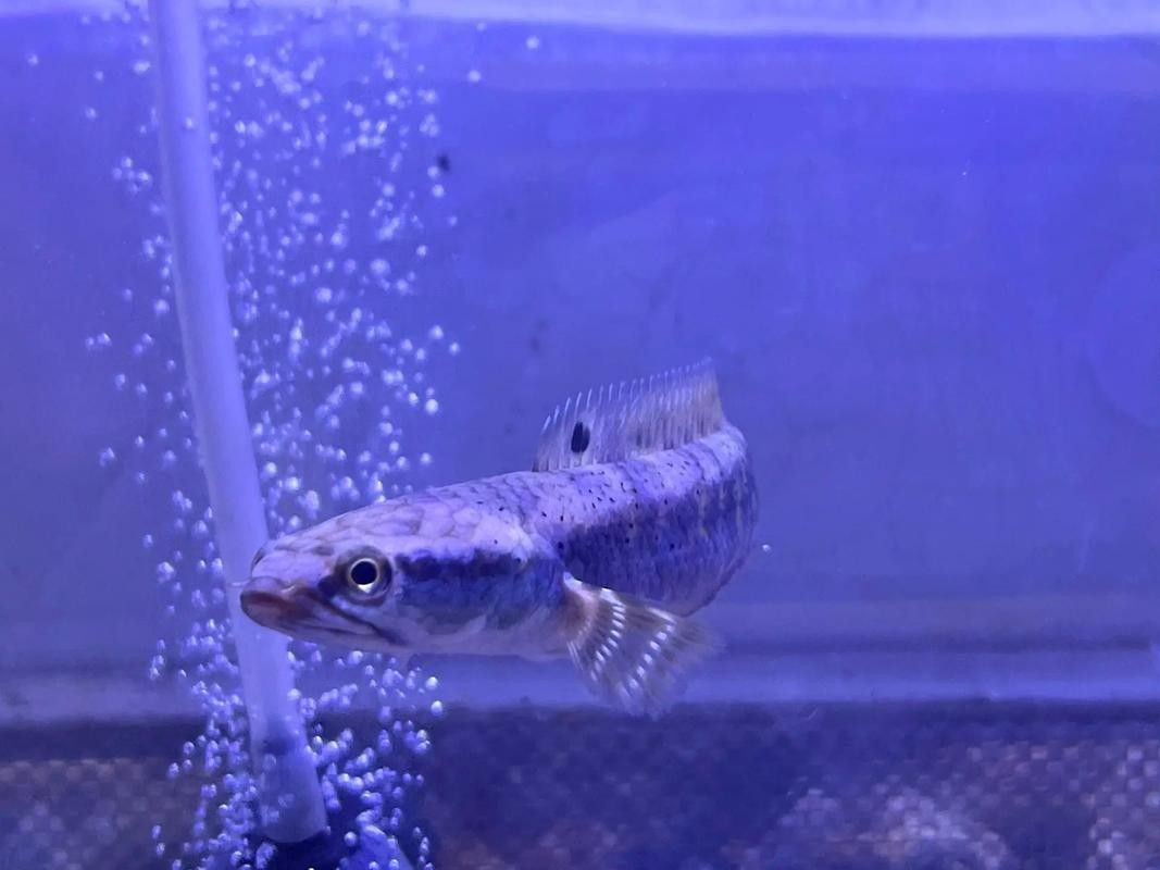 雷龍魚趴缸怎么辦：為什么訓(xùn)好的雷龍突然又趴缸了