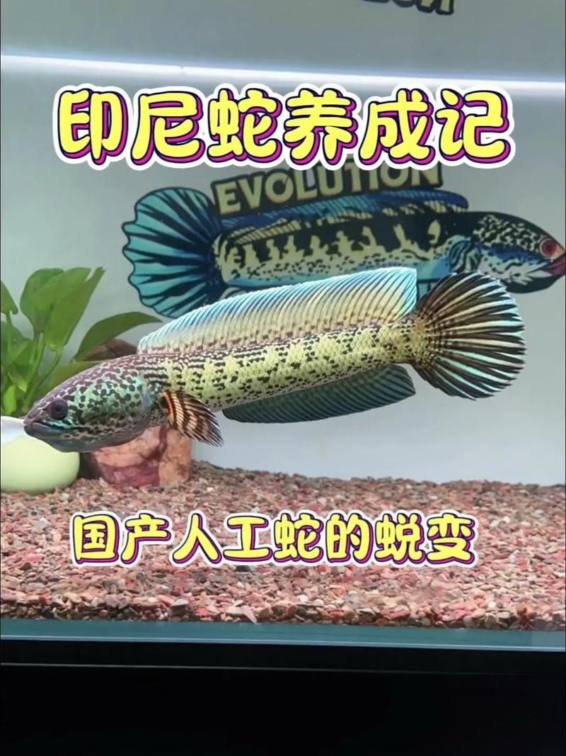 雷龍魚趴缸怎么辦：為什么訓(xùn)好的雷龍突然又趴缸了