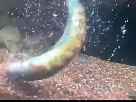 雷龍魚趴缸怎么辦：為什么訓(xùn)好的雷龍突然又趴缸了
