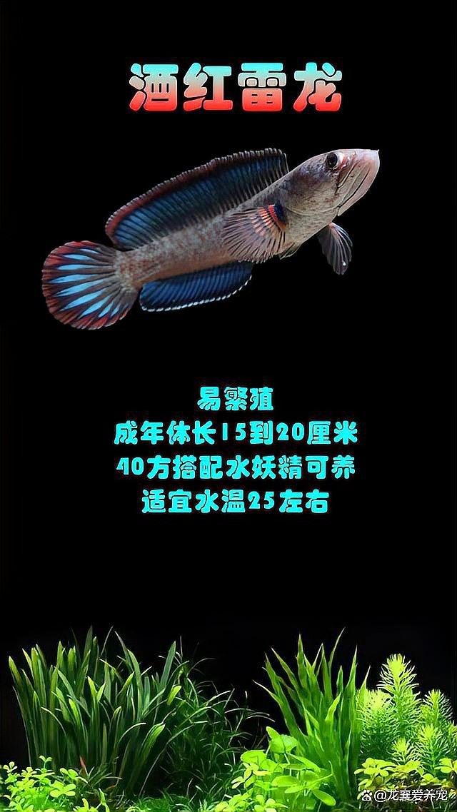 有哪些龍魚品種適合小缸：小型雷龍魚大揭秘