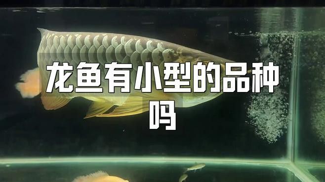 有哪些龍魚品種適合小缸：小型雷龍魚大揭秘
