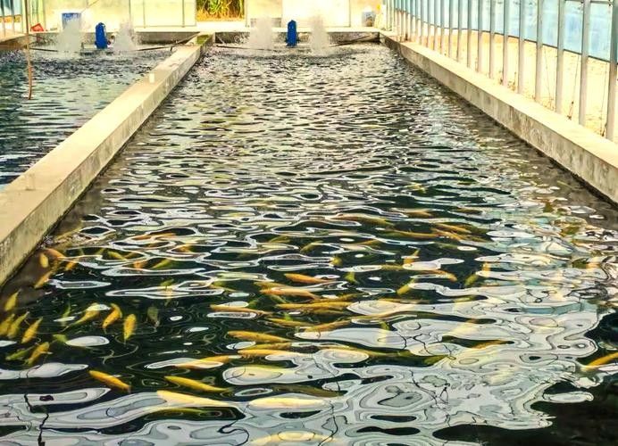 臨夏縣哪個水族館龍魚好？祥龍魚場龍魚：臨夏縣龍魚養殖場