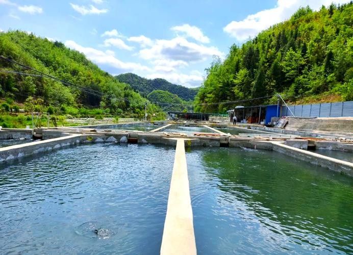 臨夏縣哪個水族館龍魚好？祥龍魚場龍魚：臨夏縣龍魚養殖場