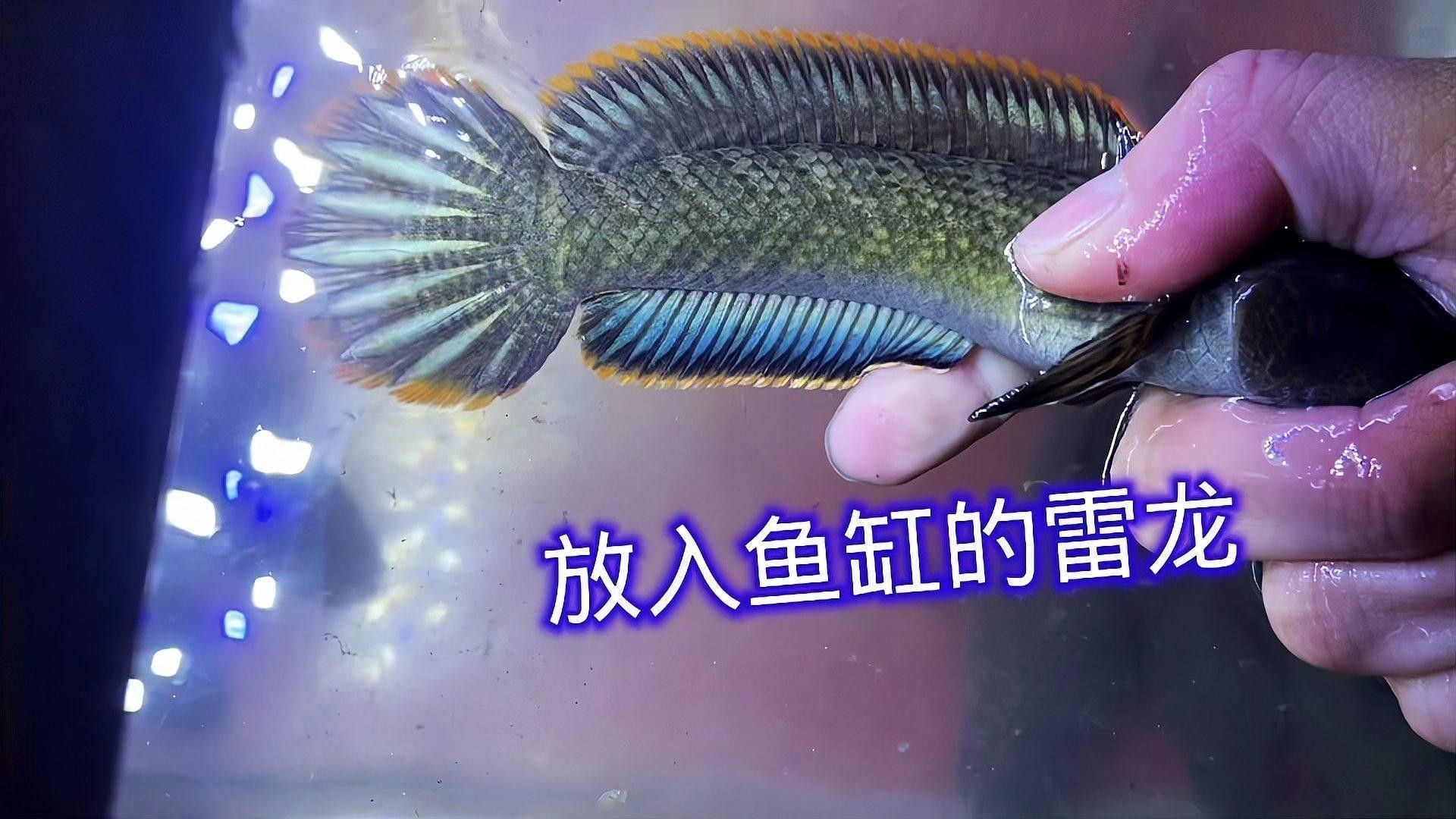 如何預防雷龍魚爛尾？：奶茶雷龍養護全紀錄:從魚缸清理到驅蟲治療愛學習