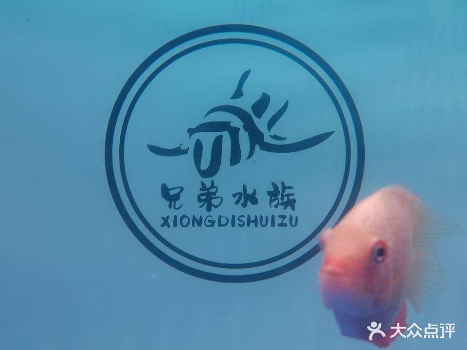 北京還有哪些水族市場？：兄弟水族(東潞苑農貿市場店)5.0