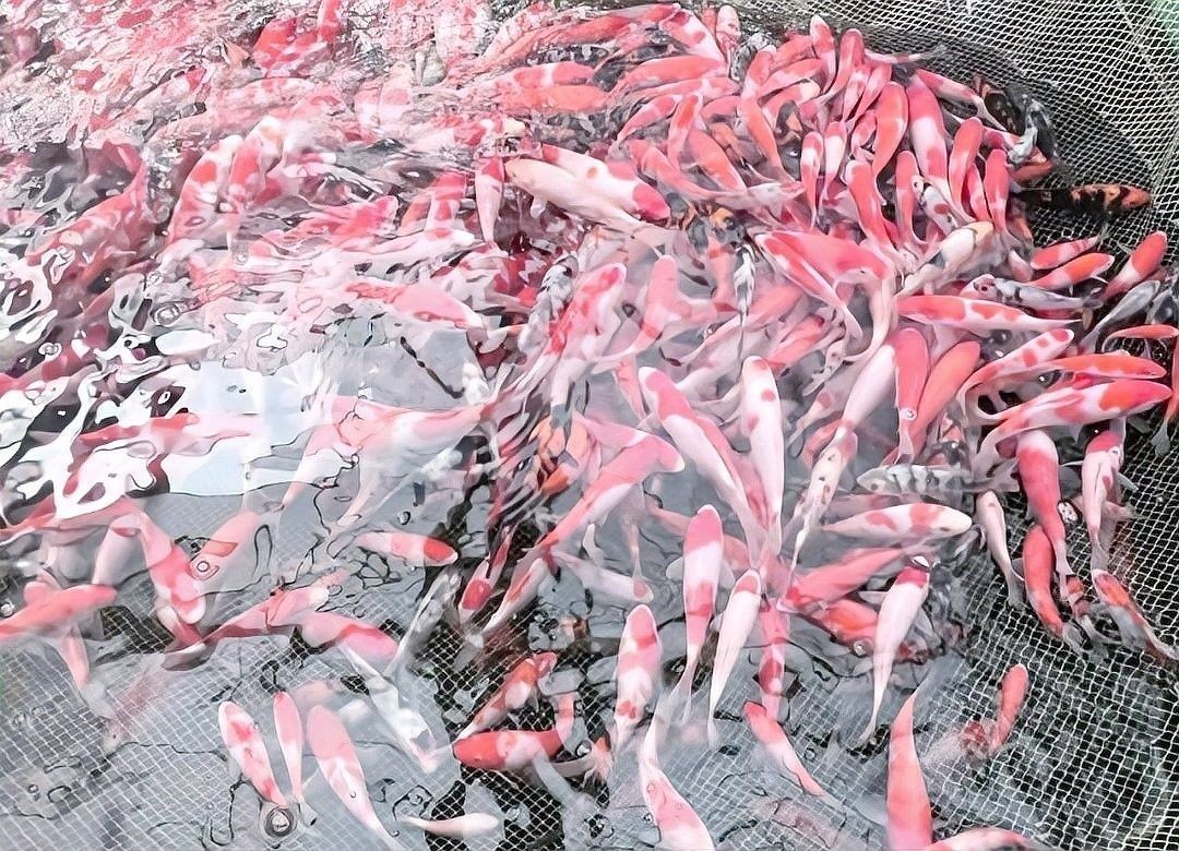 凱龍魚缸有哪些常見故障：凱龍魚缸常見故障及解決方法