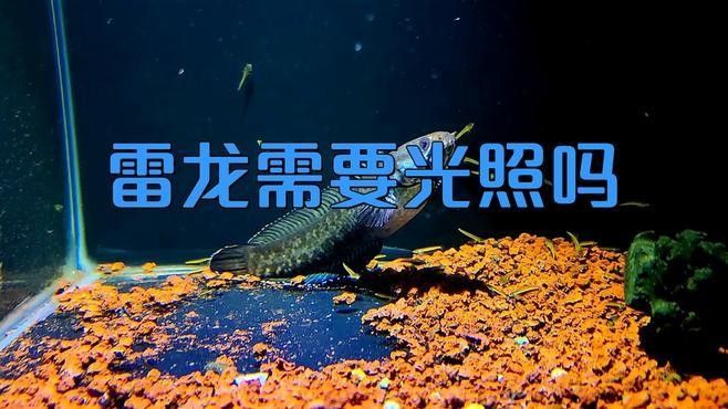 雷龍魚(yú)缸的照明需求
