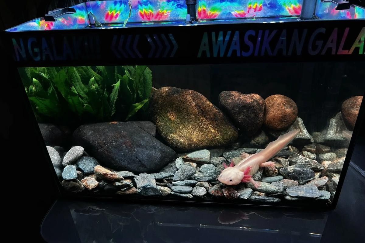 恐龍魚適合哪些類型的水族箱：恐龍魚對水族箱的選擇需根據其體型和習性進行適配