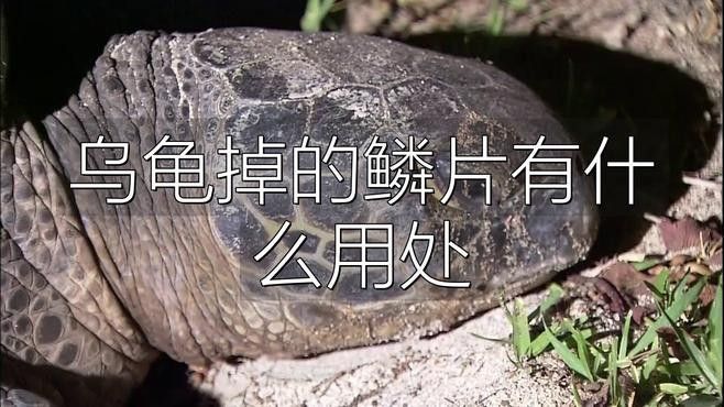 龍魚白膜和掉鱗的區別：養魚小藝，龍魚掉鱗片怎么辦