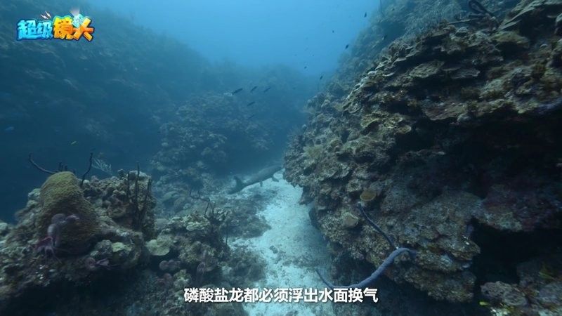 恐龍魚視頻資源是否收費？：關于恐龍魚視頻資源的收費情況