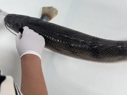 恐龍魚視頻資源是否收費？：關于恐龍魚視頻資源的收費情況