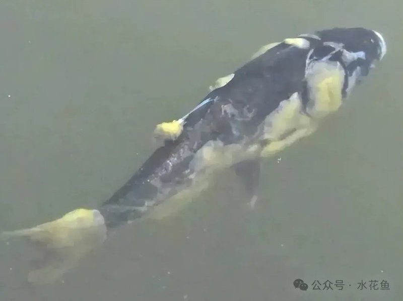 龍魚身上有白色絮狀物會傳染嗎？：龍魚身上出現(xiàn)白色絮狀物是怎么回事