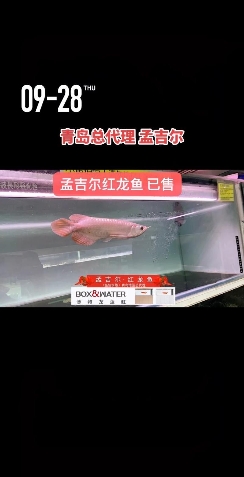 孟吉爾紅龍魚的價格是多少？：孟吉爾紅龍魚的飼養技巧
