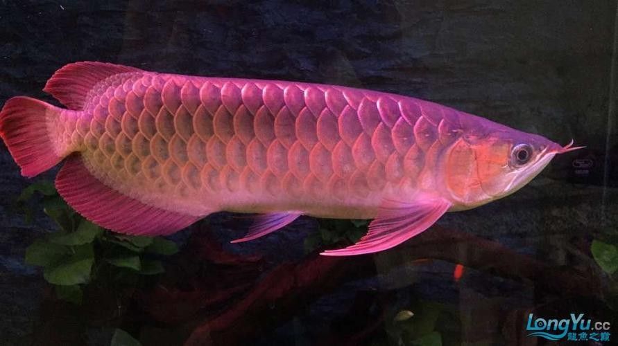 孟吉爾紅龍魚的價格是多少？：孟吉爾紅龍魚的飼養技巧