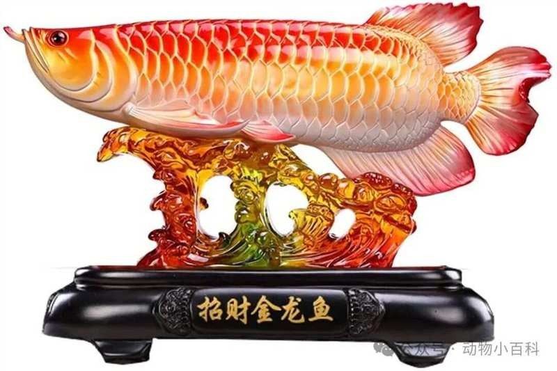 皇宮紅龍魚哪個品種最貴：生活科普，盤點那些名貴的觀賞魚