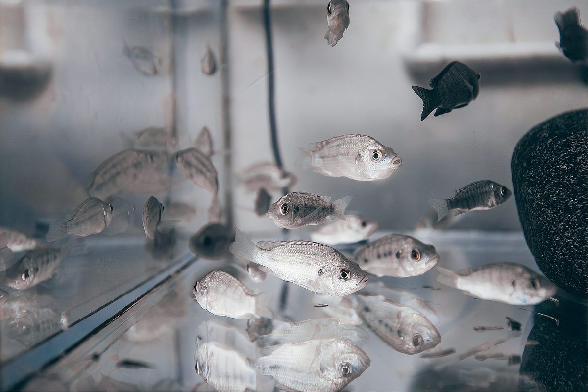 銀龍魚的最佳飼養溫度是多少：太平洋親子網，銀龍魚養殖全攻略