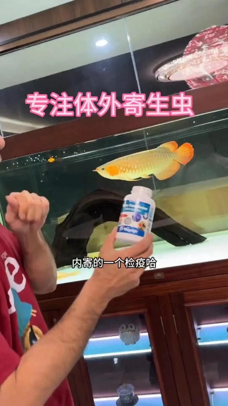 進口龍魚需要多長時間：進口龍魚的生活習性與養護技巧