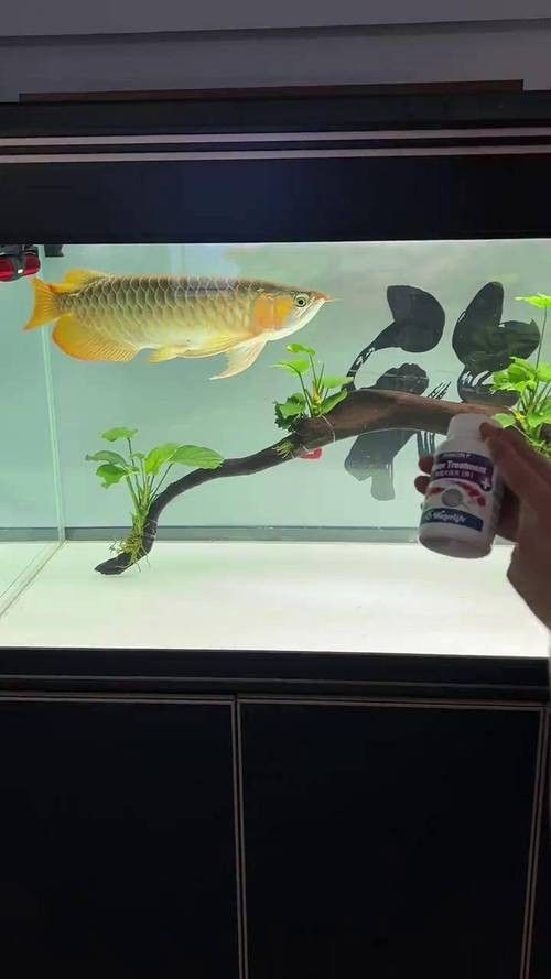 進口龍魚需要多長時間：進口龍魚的生活習性與養護技巧