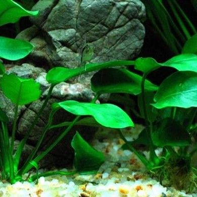 龍魚缸造景有哪些風格：南美風格雷龍魚缸造景