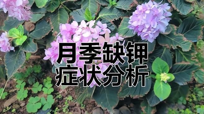 紅龍月季多久施一次肥：月季施肥頻率的靈活性