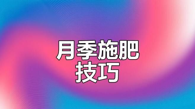 紅龍月季多久施一次肥：月季施肥頻率的靈活性