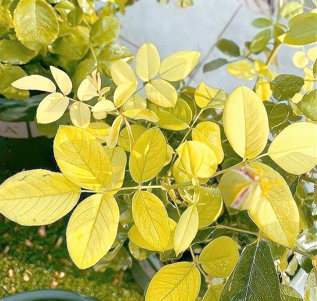 紅龍月季多久施一次肥：月季施肥頻率的靈活性