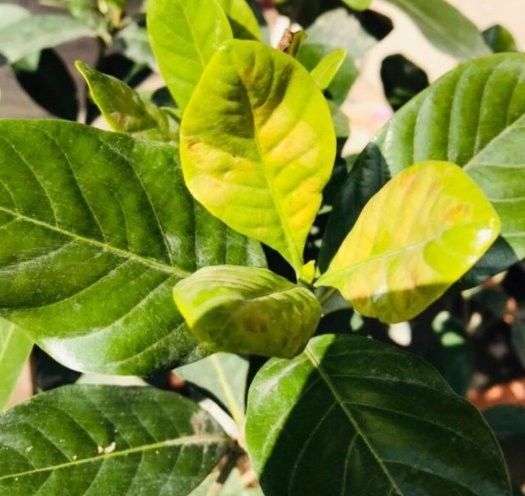 紅龍月季多久施一次肥：月季施肥頻率的靈活性
