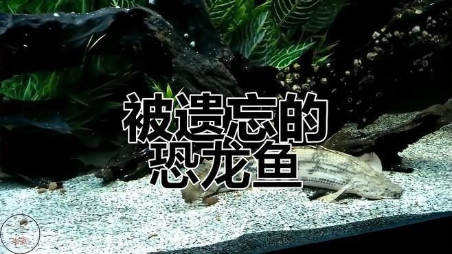 哪種恐龍魚最好看：六角恐龍魚的介紹