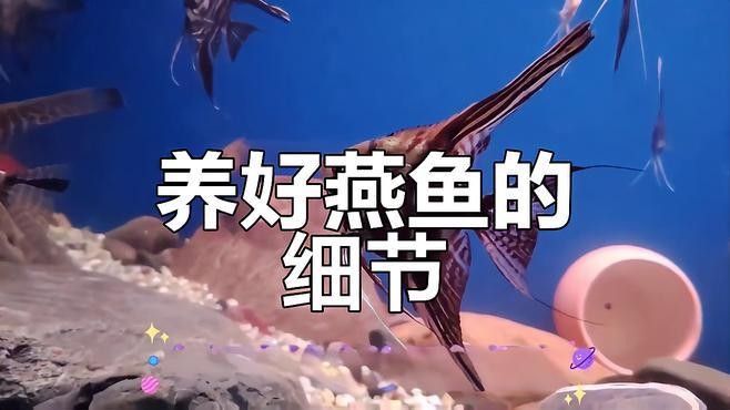 龍魚(yú)和燕魚(yú)混養(yǎng)需要多大的魚(yú)缸：龍魚(yú)與燕魚(yú)混養(yǎng)時(shí)魚(yú)缸尺寸需綜合考慮兩種魚(yú)的活動(dòng)空間和混養(yǎng)需求