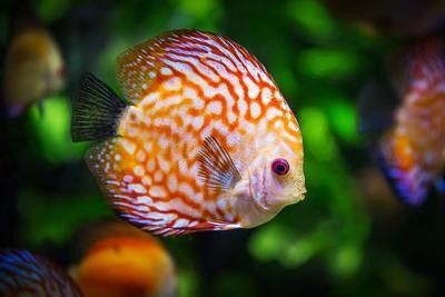 金龍魚尾巴疙瘩多久會好：金龍魚尾巴上的疙瘩恢復(fù)時間