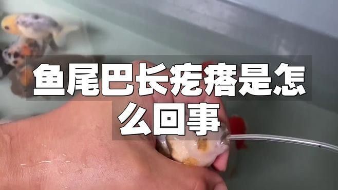 金龍魚尾巴疙瘩多久會好：金龍魚尾巴上的疙瘩恢復(fù)時間