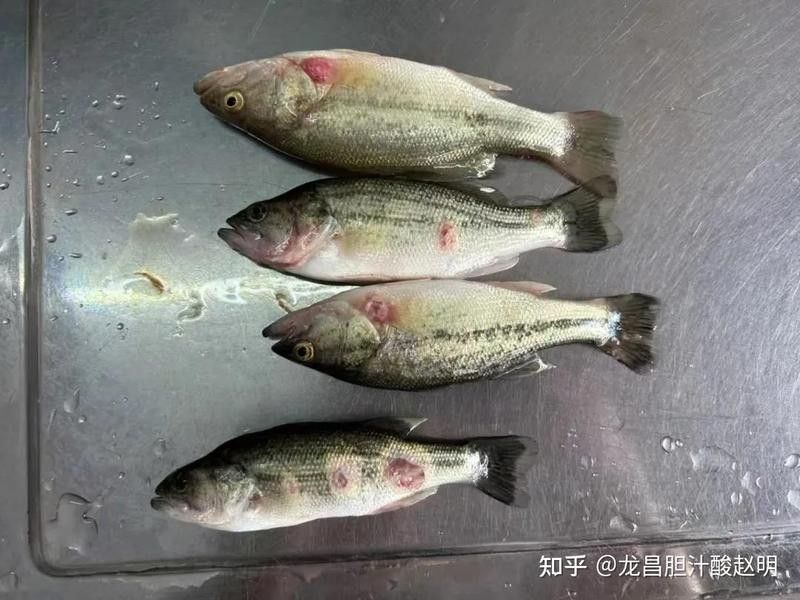 過期的古龍魚飼料如何處理：過期的古龍魚飼料怎么處理