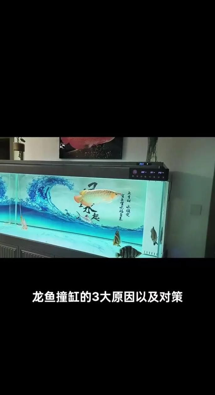 如何預防龍魚撞缸？：龍魚撞缸的原因及應對辦法