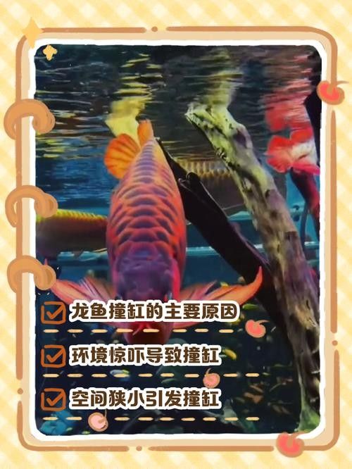 如何預防龍魚撞缸？：龍魚撞缸的原因及應對辦法