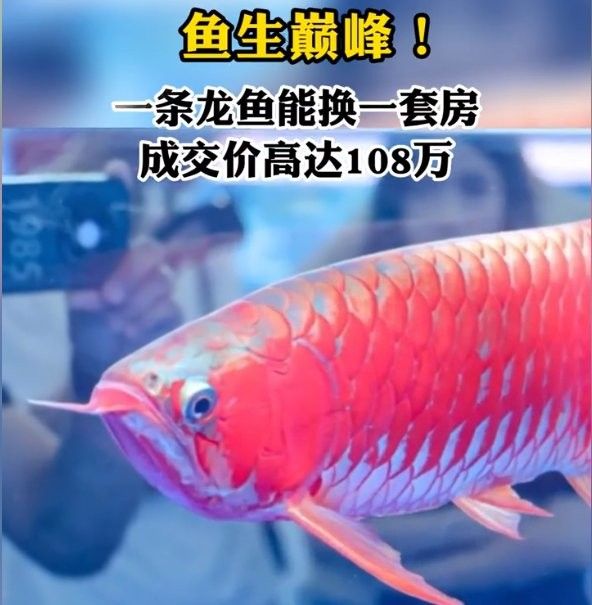 馬來(lái)西亞龍魚(yú)市場(chǎng)的價(jià)格范圍是多少：馬來(lái)西亞龍魚(yú)市場(chǎng)價(jià)格范圍 馬來(lái)西亞龍魚(yú)市場(chǎng)的價(jià)格范圍是多少：馬來(lái)西亞龍魚(yú)市場(chǎng)價(jià)格范圍 龍魚(yú)百科 第15張