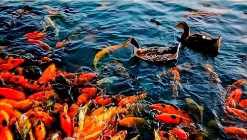 哪些屬相的人適合養龍魚：十二生肖養什么魚可以旺運犯懶 哪些屬相的人適合養龍魚：十二生肖養什么魚可以旺運犯懶 龍魚百科 第6張