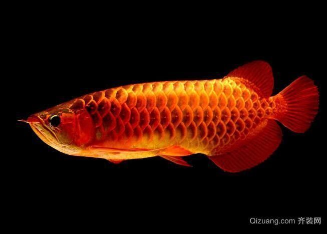 哪些屬相的人適合養龍魚：十二生肖養什么魚可以旺運犯懶 哪些屬相的人適合養龍魚：十二生肖養什么魚可以旺運犯懶 龍魚百科 第7張