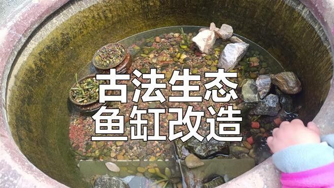如何設置魚缸中的躲避區域：自制魚缸躲避屋